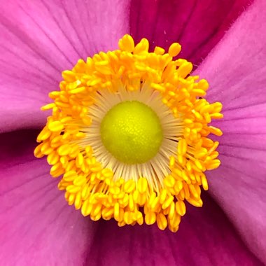 Anemone Hupehensis var. japonica 'Bowles Pink'