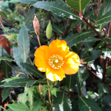 Meconopsis cambrica