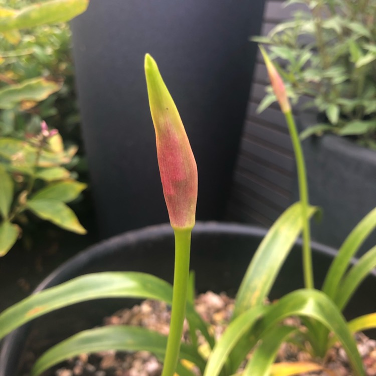 plant image 1540246