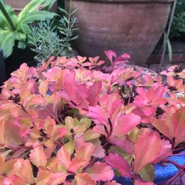 Phedimus selskanianus syn. Sedum selskianum