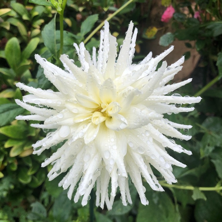 plant image 1543299 plant image 1543299