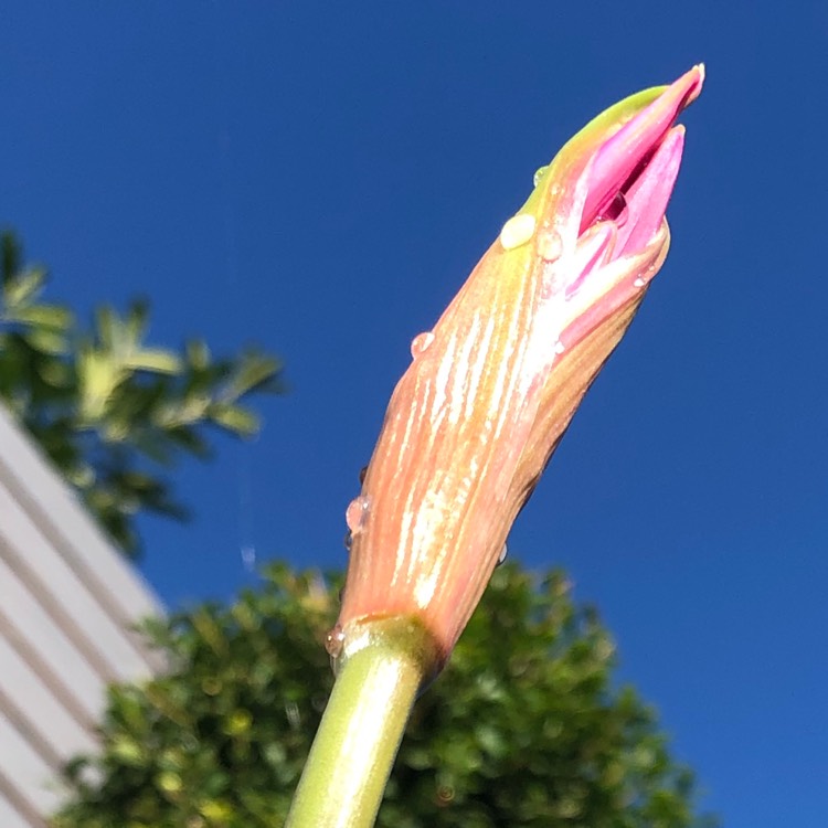 plant image 1543761