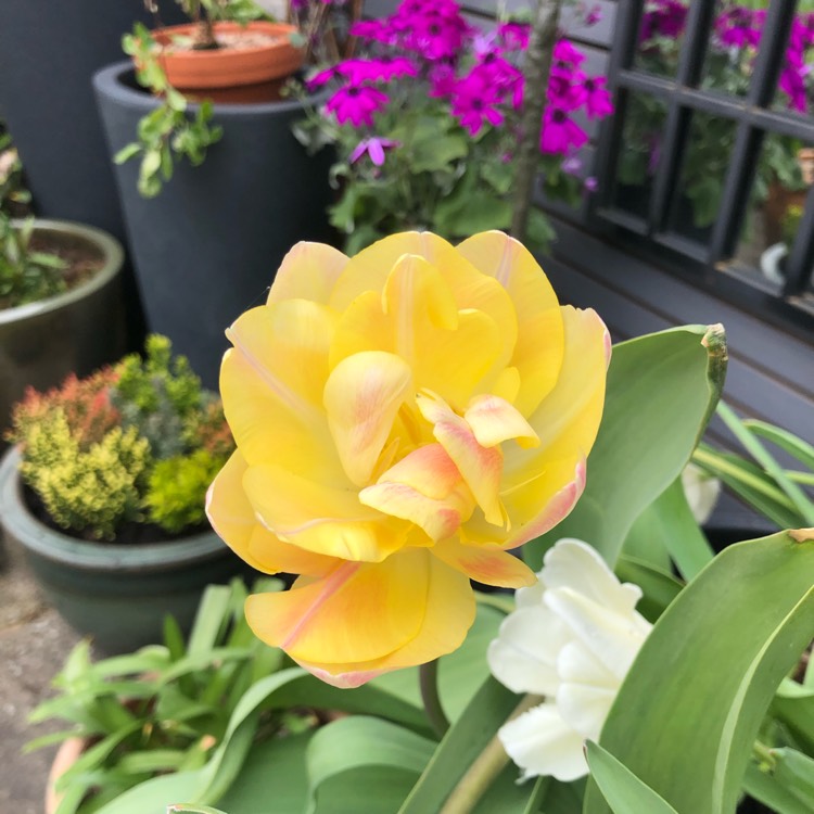 plant image 1575750 plant image 1575750