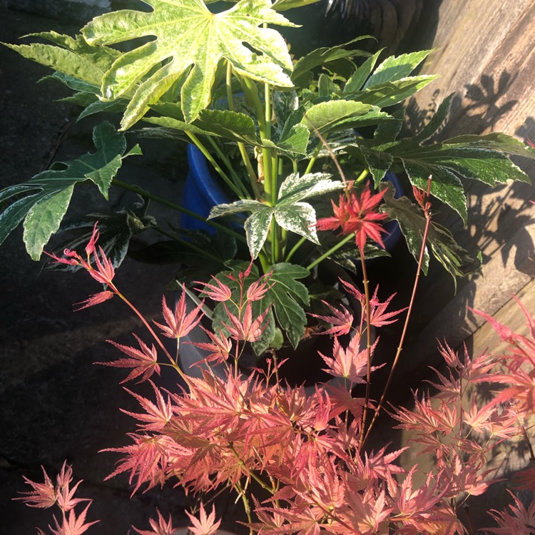 plant image 1578027