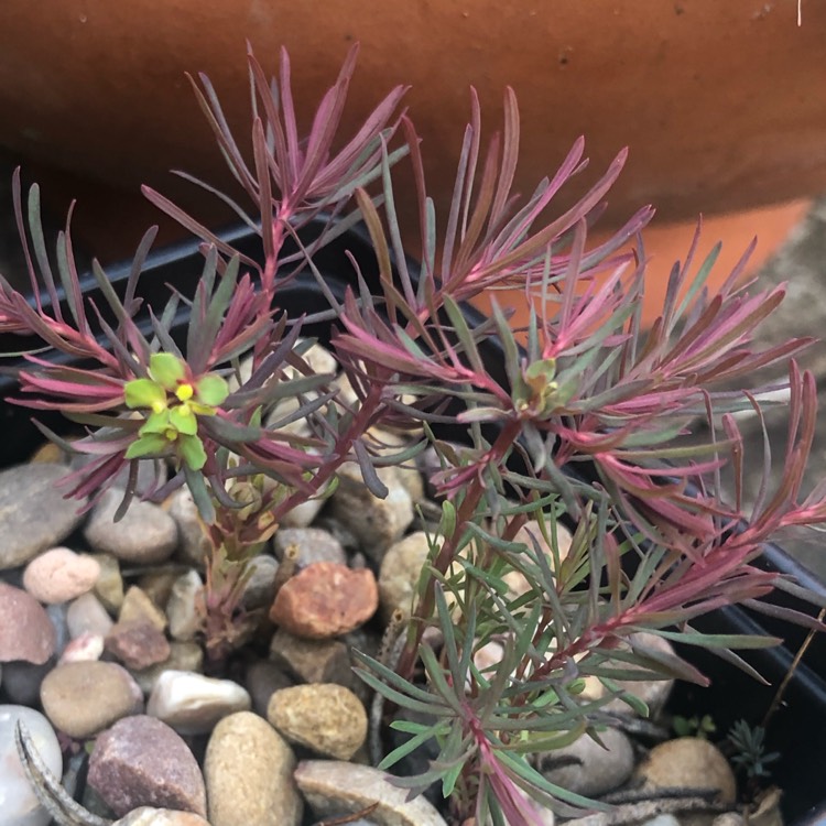 Plant image Euphorbia cyparissias 'Fen's Ruby'