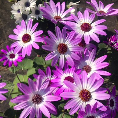 Pericallis x hybrida (Senetti Series)