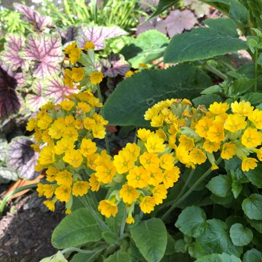 Primula veris