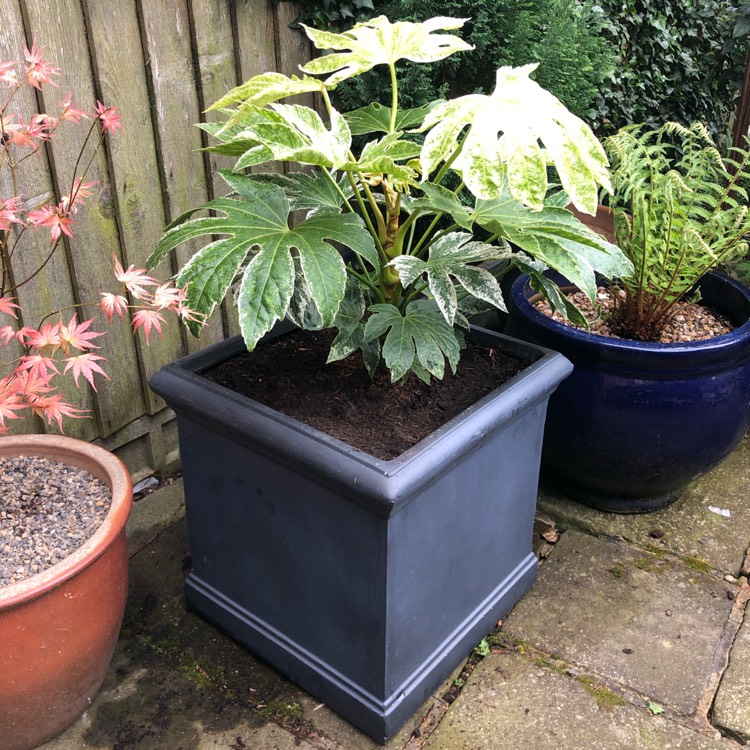 plant image 1581609