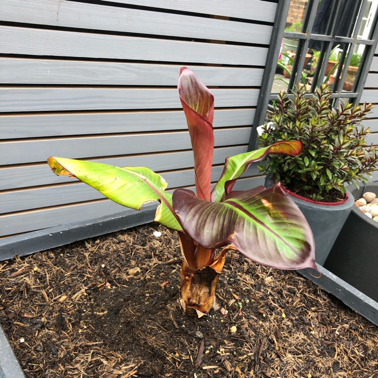 plant image 1583555 plant image 1583555