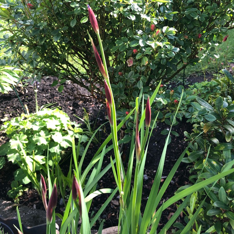 plant image 1585746