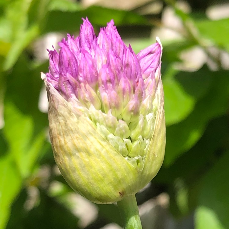 plant image 1585960 plant image 1585960