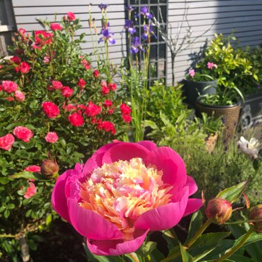 Paeonia lactiflora 'Bowl of Beauty'