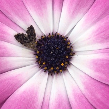 Osteospermum