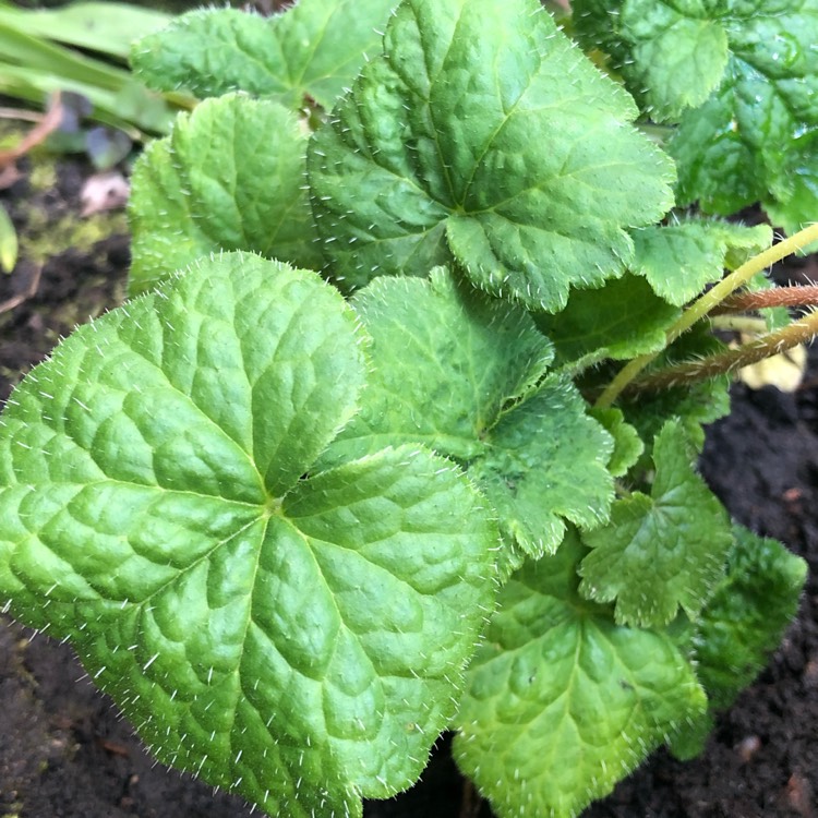Plant image Tellima grandiflora