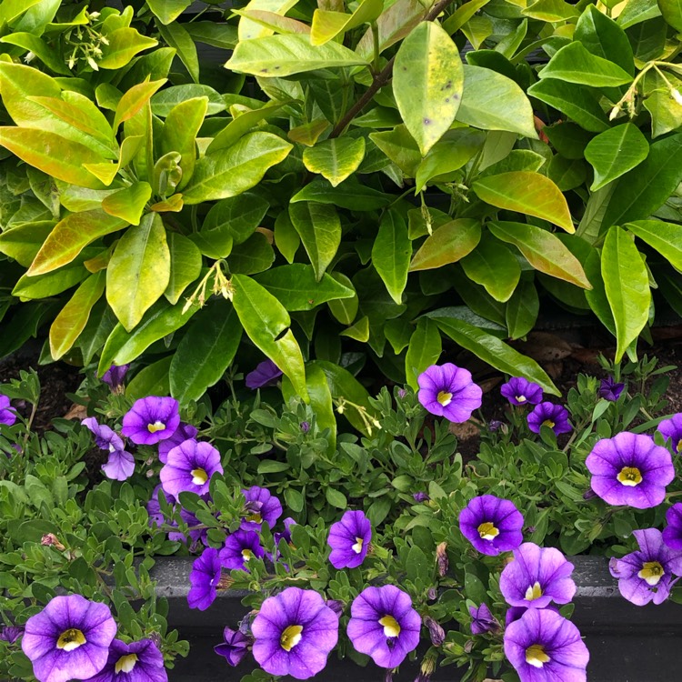 plant image 1600869