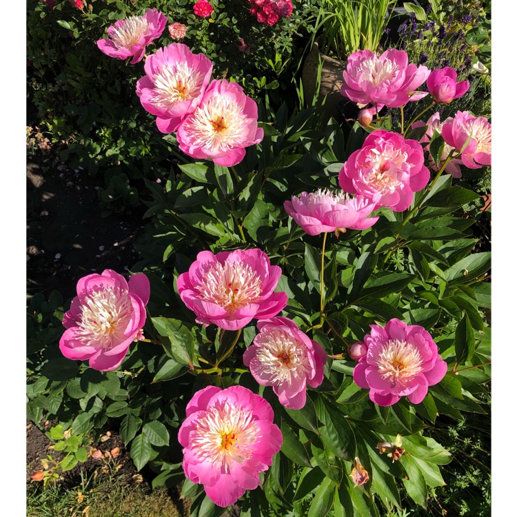 plant image 1602137 plant image 1602137