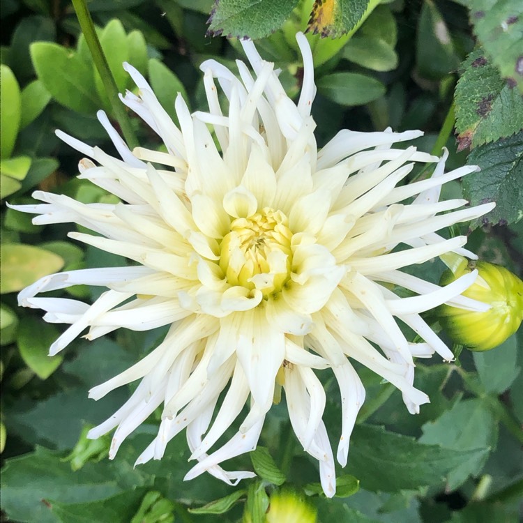 plant image 1615489 plant image 1615489