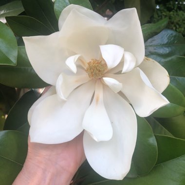 Magnolia grandiflora