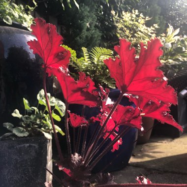 Heuchera 'Black Taffeta'
