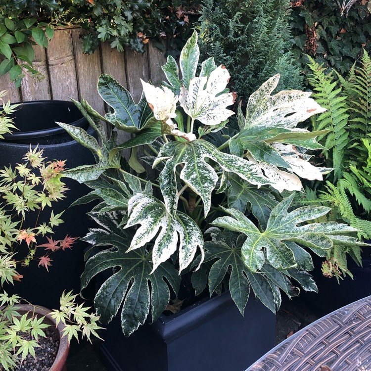 Plant image Fatsia japonica 'Spider's Web'