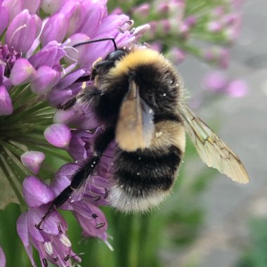 Allium 'Millennium'