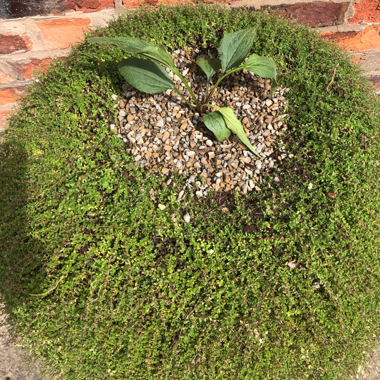Plant image Echinacea purpurea 'Green Twister'