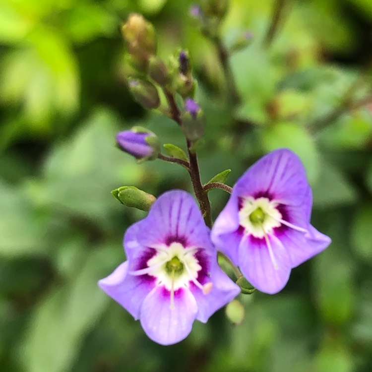 plant image 1620815 plant image 1620815