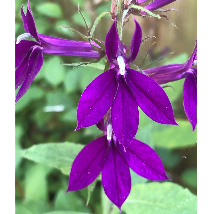 plant image 1621392 plant image 1621392