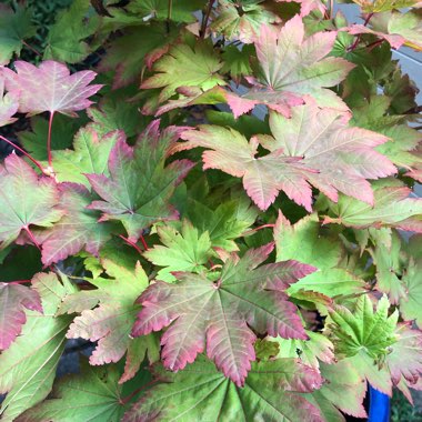 Acer Japonicum Vitifolium