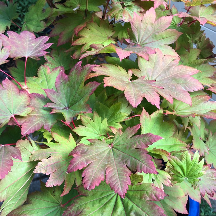 plant image 1622243 plant image 1622243