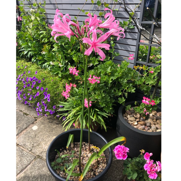 plant image 1626757