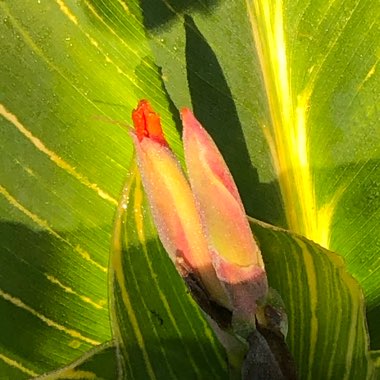 Canna 'Pretoria' syn. Canna 'Bengal Tiger', Canna 'Striata', Canna 'Palida', Canna 'Malawiensis', Canna 'Malawiensis Variegata', Canna 'Praetoria', Canna 'Pretoria Variegata', Canna 'Kaepit'