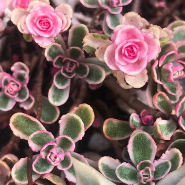Sedum Spurium Tricolor