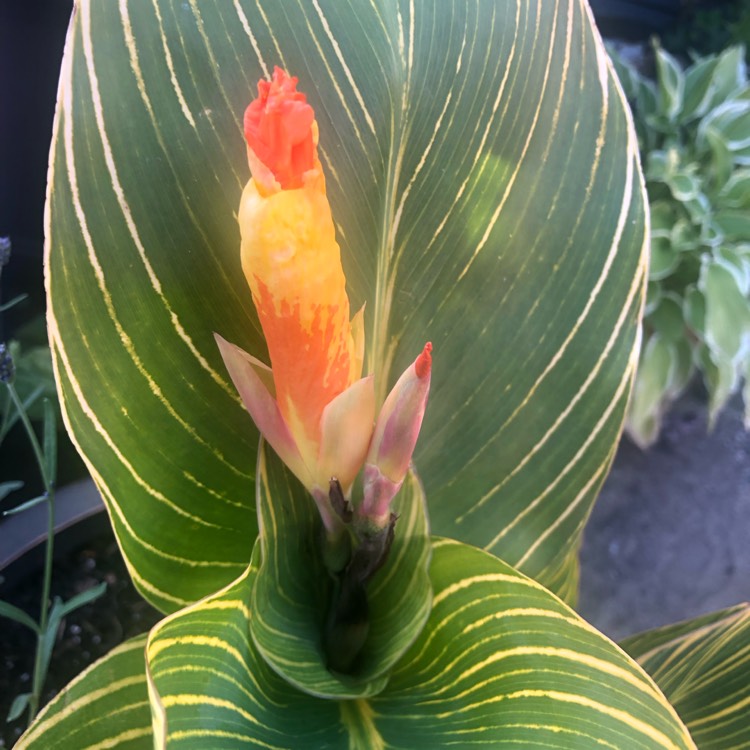 plant image 1629387 plant image 1629387