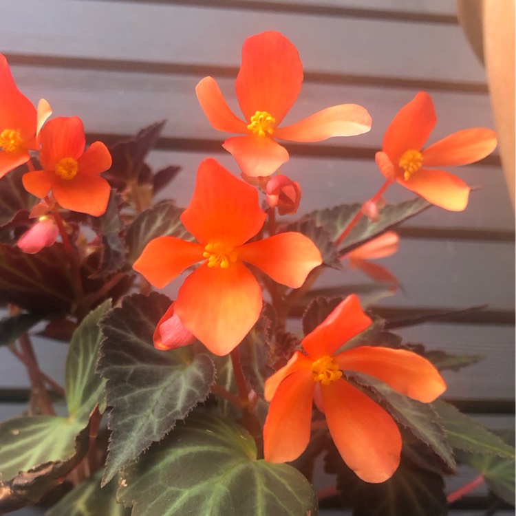 plant image 1630027