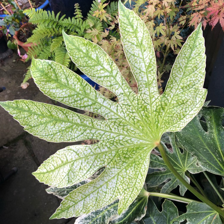 plant image 1630901