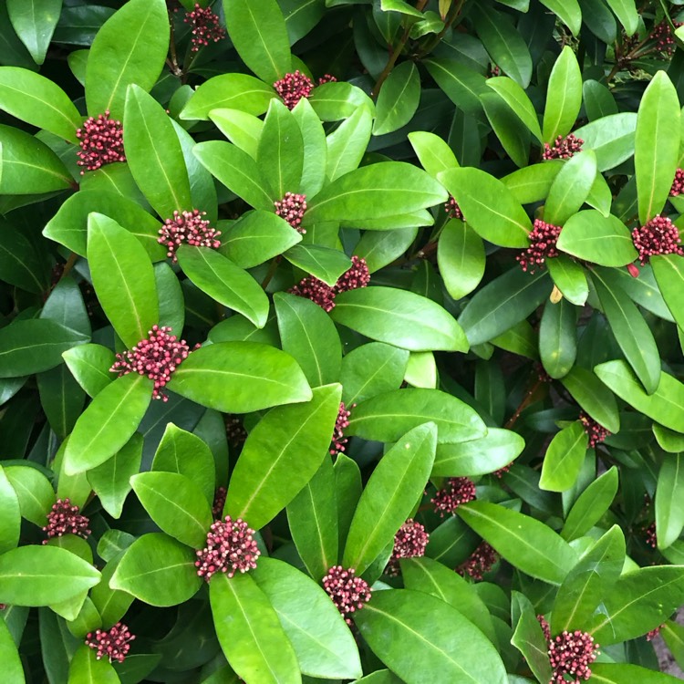 plant image 1631814