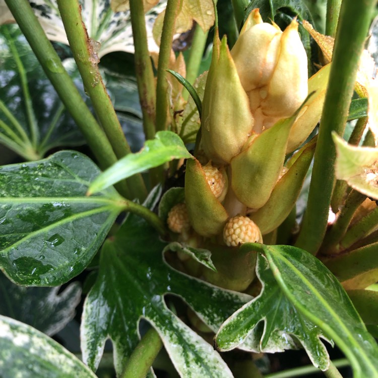 plant image 1632914