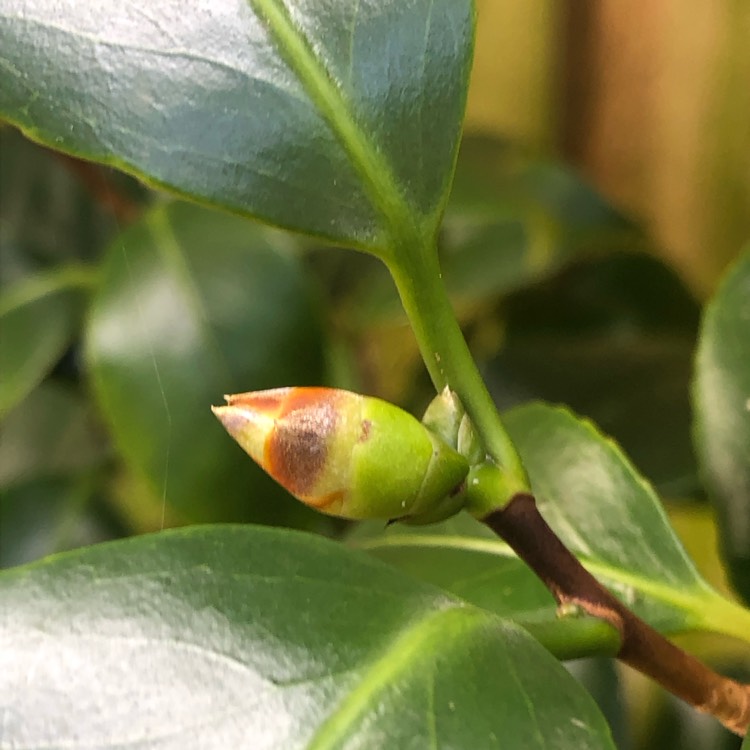 plant image 1633377