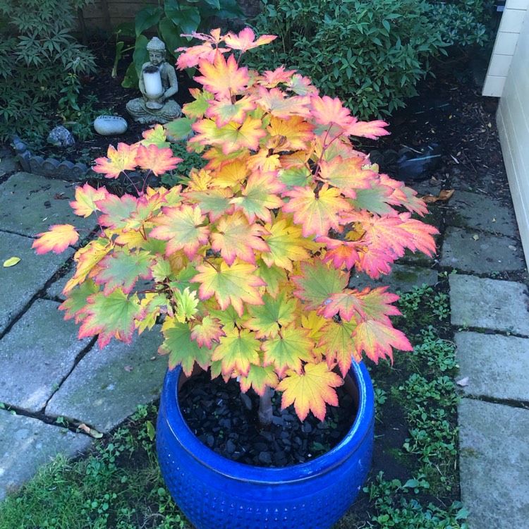 plant image 1633496 plant image 1633496