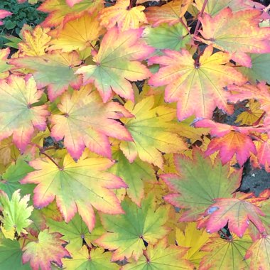 Acer Japonicum Vitifolium