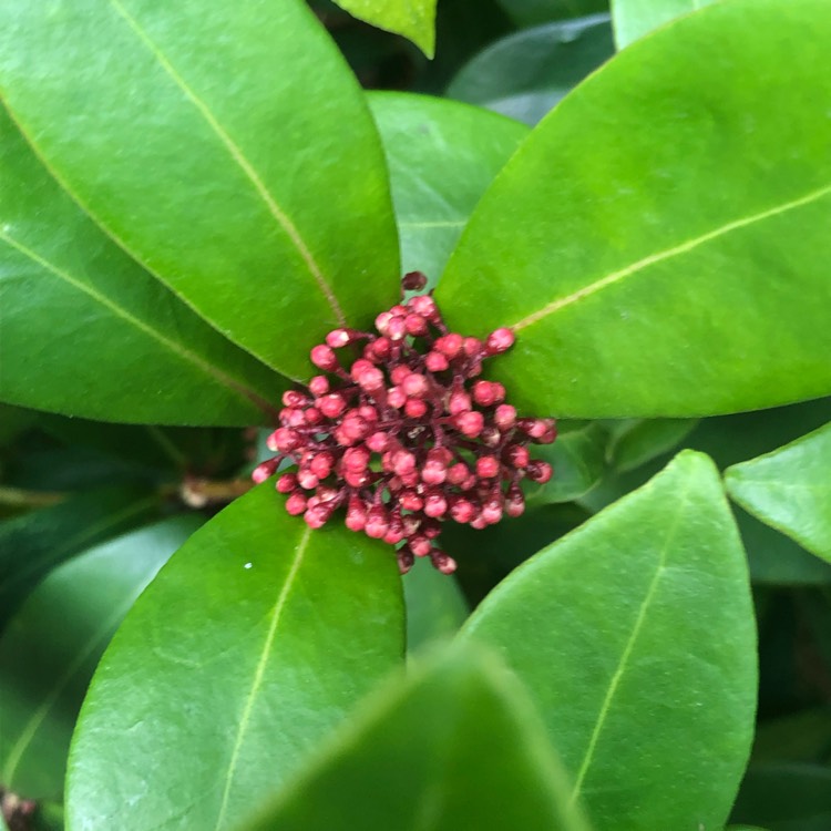plant image 1634325