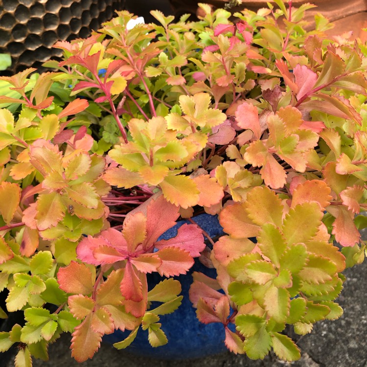 plant image 1634972 plant image 1634972