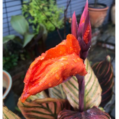 Canna 'Phasion' syn. Canna 'Durban', Canna 'Tropicanna', Canna 'Inferno'