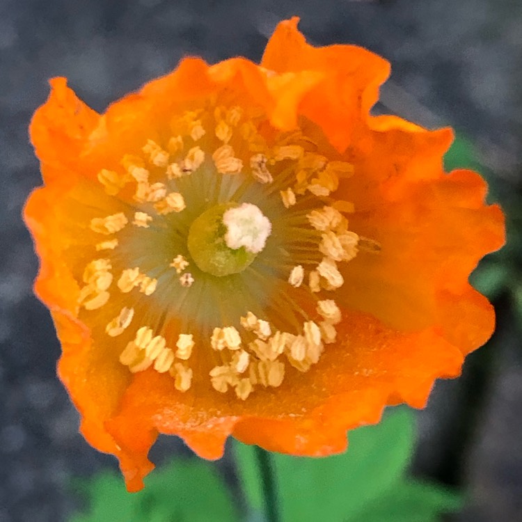 plant image 1637417 plant image 1637417