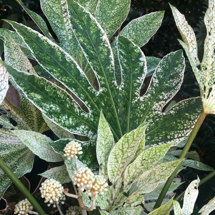 plant image 1638561
