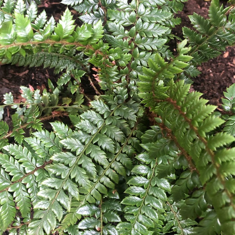 plant image 1648841