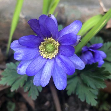 Anemone blanda 'Blue Shades'