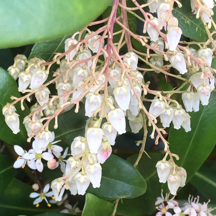 plant image 1655907 plant image 1655907