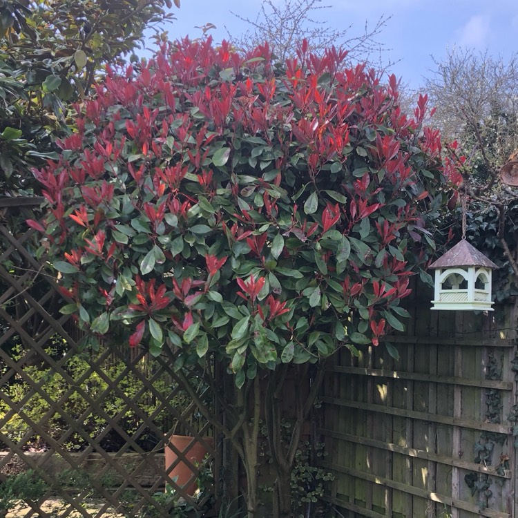 plant image 1656434 plant image 1656434